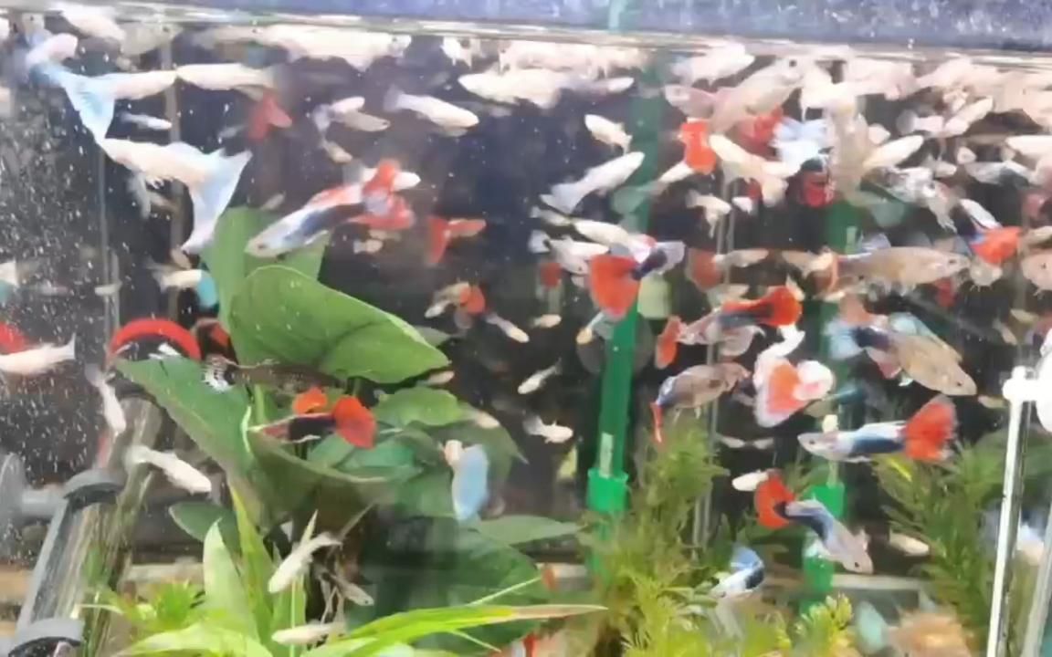 魚尾巴爛了會感染嗎，孔雀魚尾巴爛了會感染嗎？