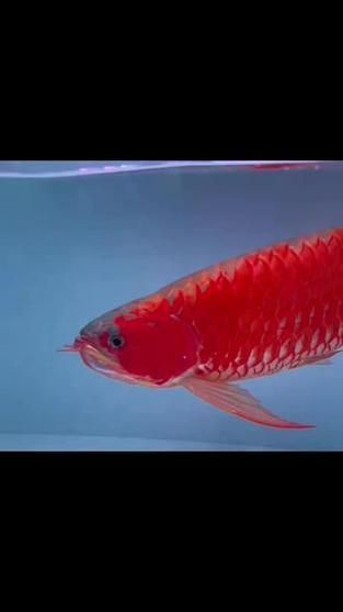 紅龍魚發色最佳溫度是多少，紅龍魚發色溫控與喂養計劃表