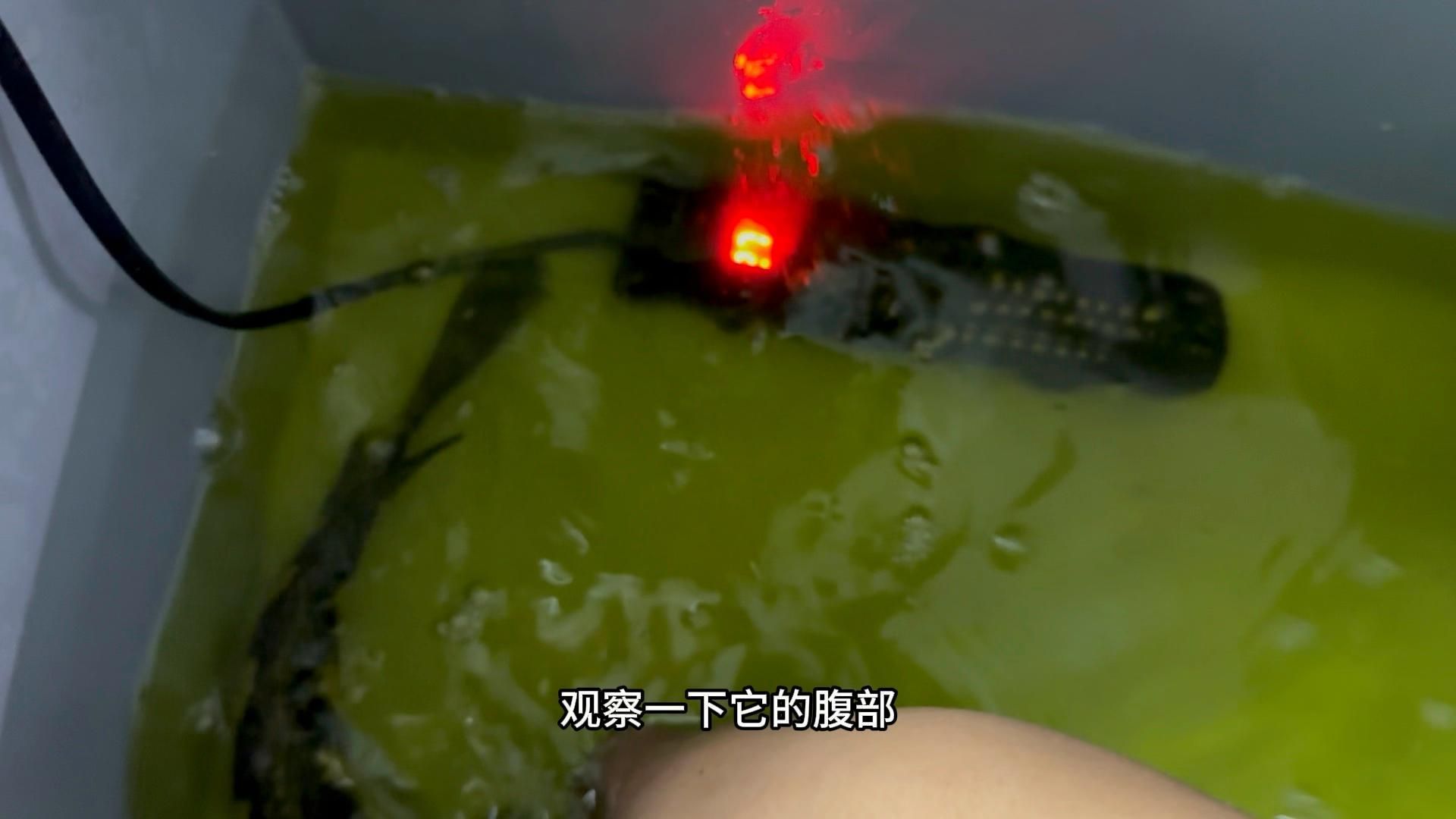 雷龍魚跳缸后如何護理，雷龍魚跳缸后的護理關(guān)鍵在于,快速判斷狀態(tài)、科學(xué)搶救與分階段恢復(fù)管理