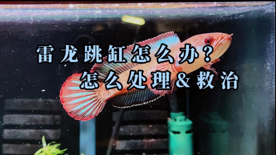 雷龍魚跳缸后如何護理，雷龍魚跳缸后的護理關鍵在于,快速判斷狀態、科學搶救與分階段恢復管理