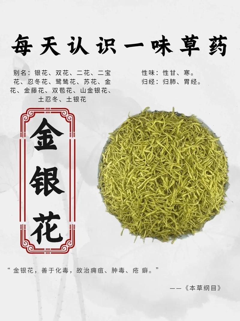 有哪些中草藥可以預(yù)防龍魚蒙眼，中草藥預(yù)防龍魚蒙眼