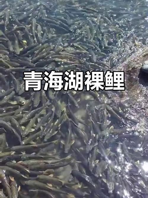 哪些魚類恢復速度最快，哪些魚類恢復速度最快？