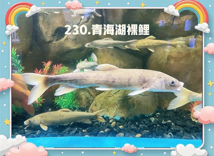 哪些魚類恢復速度最快，哪些魚類恢復速度最快？