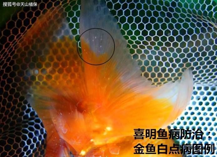 給我一份金魚選購檢查清單，健康金魚的選購 給我一份金魚選購檢查清單，健康金魚的選購 龍魚百科 第10張