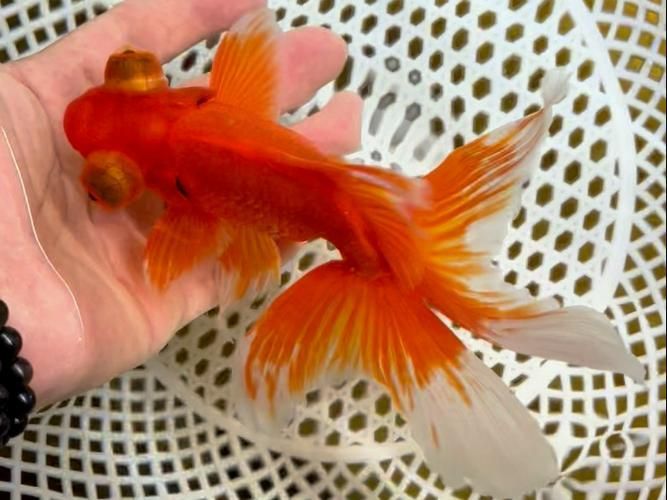 給我一份金魚選購檢查清單，健康金魚的選購 給我一份金魚選購檢查清單，健康金魚的選購 龍魚百科 第5張