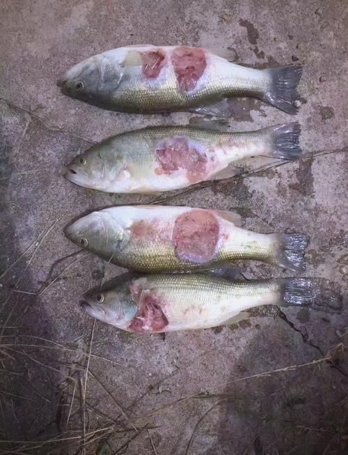如何判斷魚是否爛鰭爛尾，如何判斷魚是否爛鰭