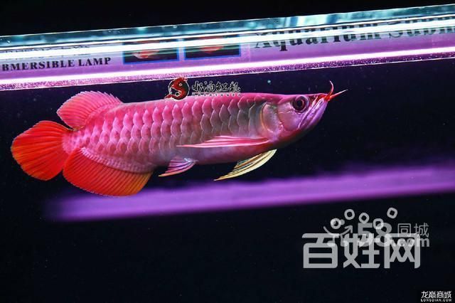 泗水龍魚的價格是多少？，泗水超血王紅龍魚價格在幾百到幾千元不等價格需要根據
