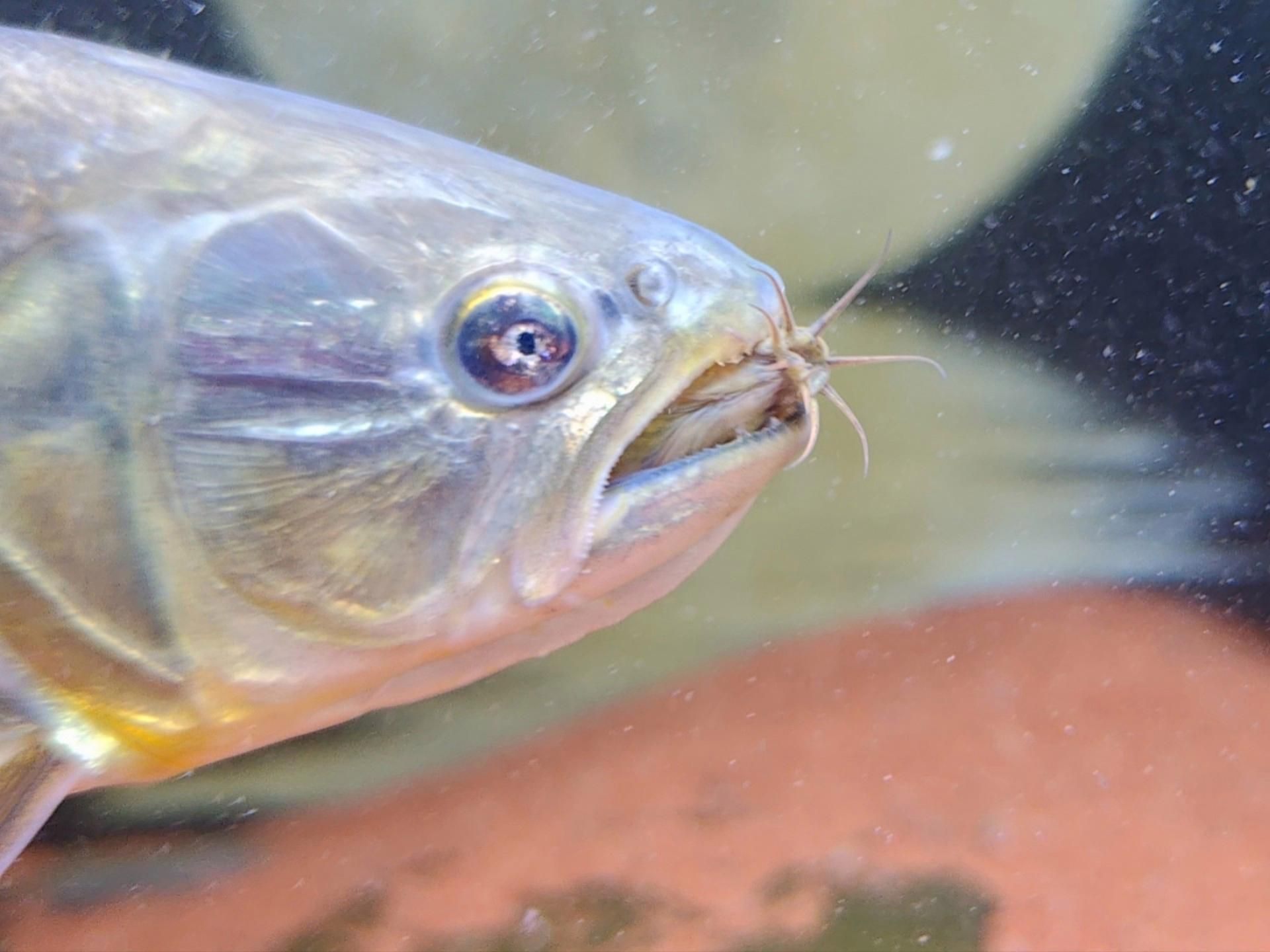 給我一份黃金河虎魚的飼養指南，黃金河虎魚養殖指南