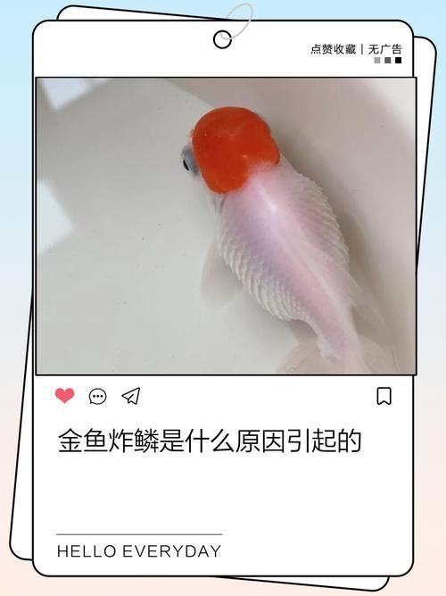 如何預防金魚炸鱗