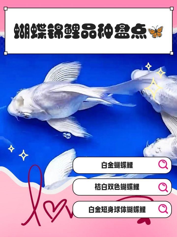 蝴蝶鯉有哪些常見品種？，蝴蝶鯉品種盤點葵葵博士愛喂養好的蝴蝶鯉哪個品種最受歡迎