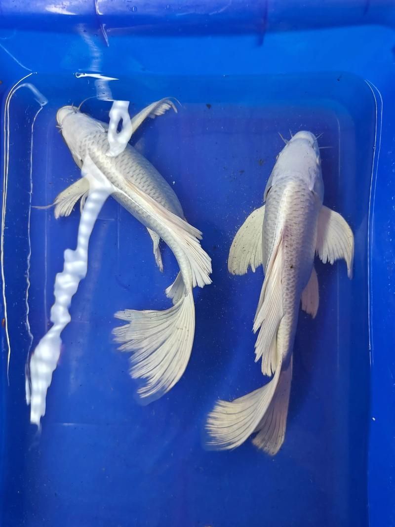 蝴蝶鯉有哪些常見品種？，蝴蝶鯉品種盤點葵葵博士愛喂養好的蝴蝶鯉哪個品種最受歡迎