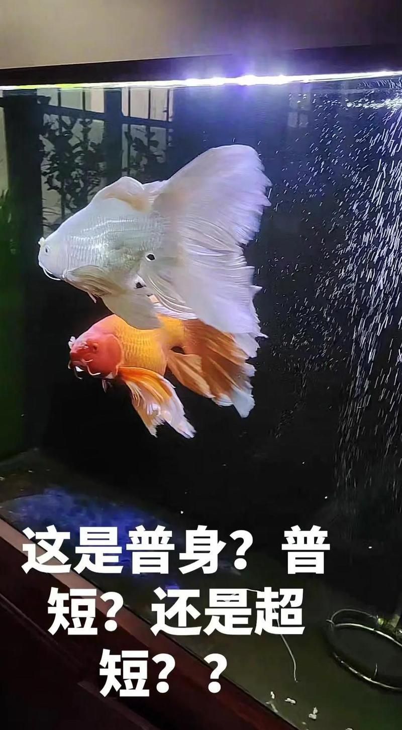 蝴蝶鯉有哪些常見品種？，蝴蝶鯉品種盤點葵葵博士愛喂養好的蝴蝶鯉哪個品種最受歡迎