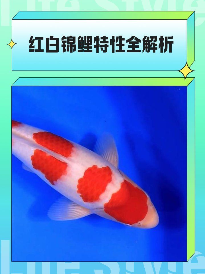 如何鑒別錦鯉的品質(zhì)和血統(tǒng)？，arxiv論文助手arxiv論文助手鑒別錦鯉品質(zhì)與血統(tǒng) 如何鑒別錦鯉的品質(zhì)和血統(tǒng)？，arxiv論文助手arxiv論文助手鑒別錦鯉品質(zhì)與血統(tǒng) 龍魚百科 第2張