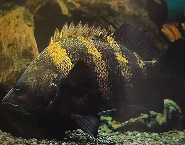 給我一些虎魚的圖片，如何判斷紅龍魚的等級？