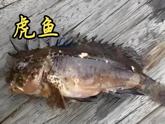 給我一些虎魚的圖片，如何判斷紅龍魚的等級？