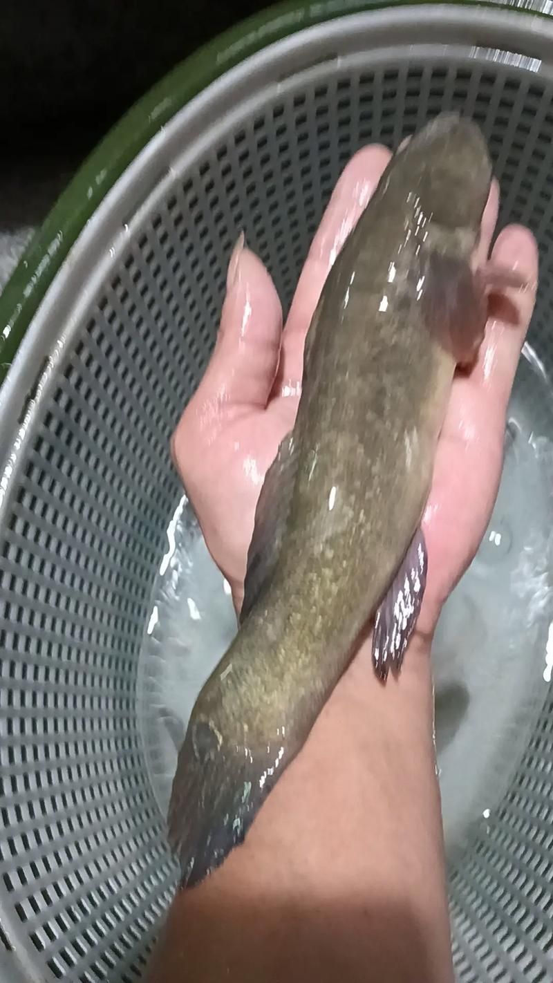 給我一些虎魚的圖片，如何判斷紅龍魚的等級？