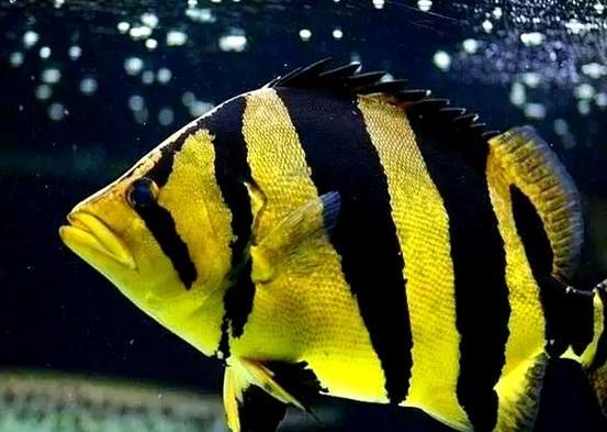 給我一些虎魚的圖片，如何判斷紅龍魚的等級？