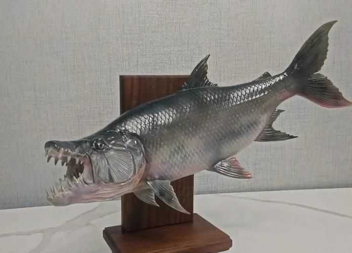 給我一些虎魚的圖片，如何判斷紅龍魚的等級？