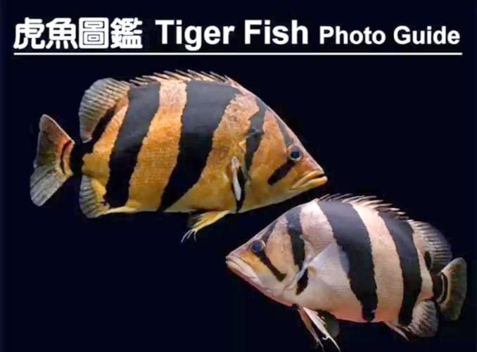 給我一些虎魚的圖片，如何判斷紅龍魚的等級？