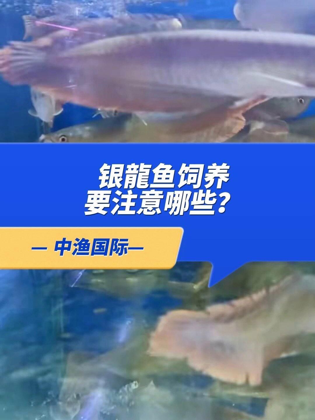 銀龍魚和七彩龍魚哪個更耐養？，新手飼養銀龍魚注意事項