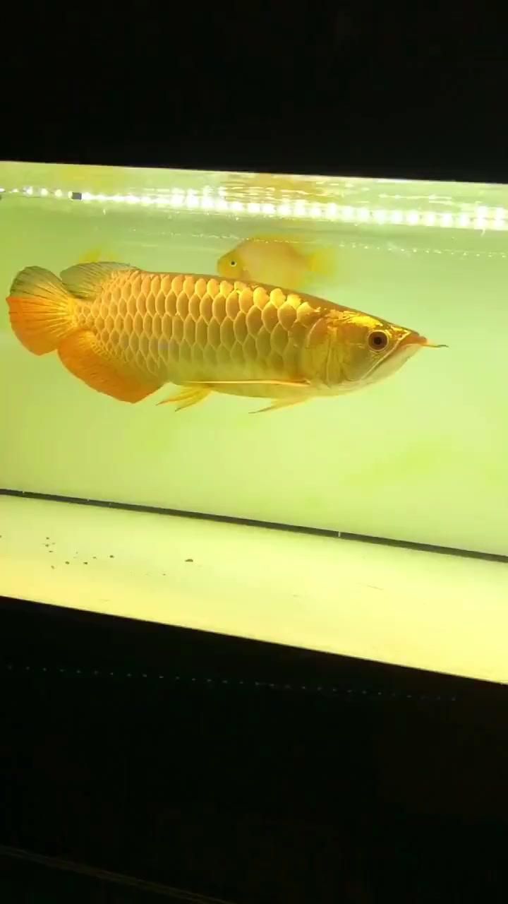 銀龍魚和七彩龍魚哪個更耐養？，新手飼養銀龍魚注意事項