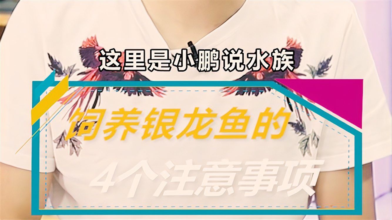 銀龍魚和七彩龍魚哪個更耐養？，新手飼養銀龍魚注意事項