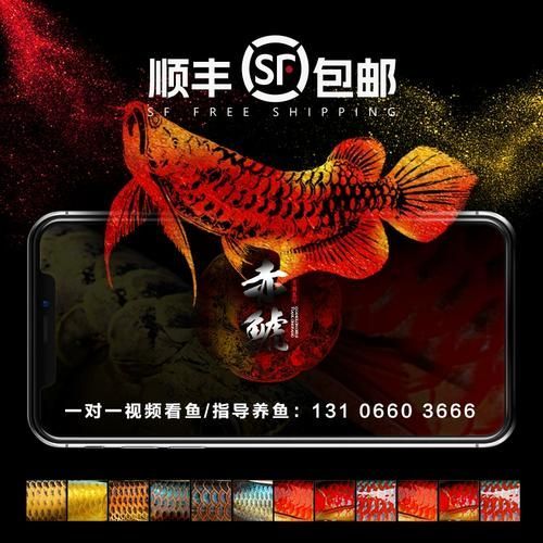 紅龍和金龍哪個更有收藏價值，紅龍和金龍的區別