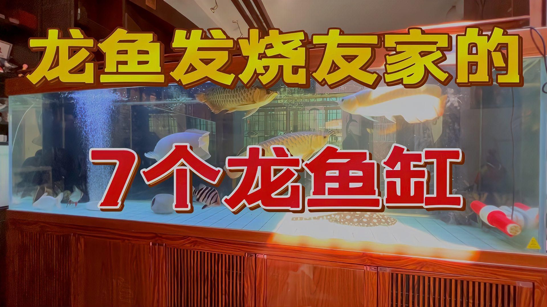 龍魚一缸養(yǎng)幾條最好，龍魚一缸養(yǎng)幾條最好，
