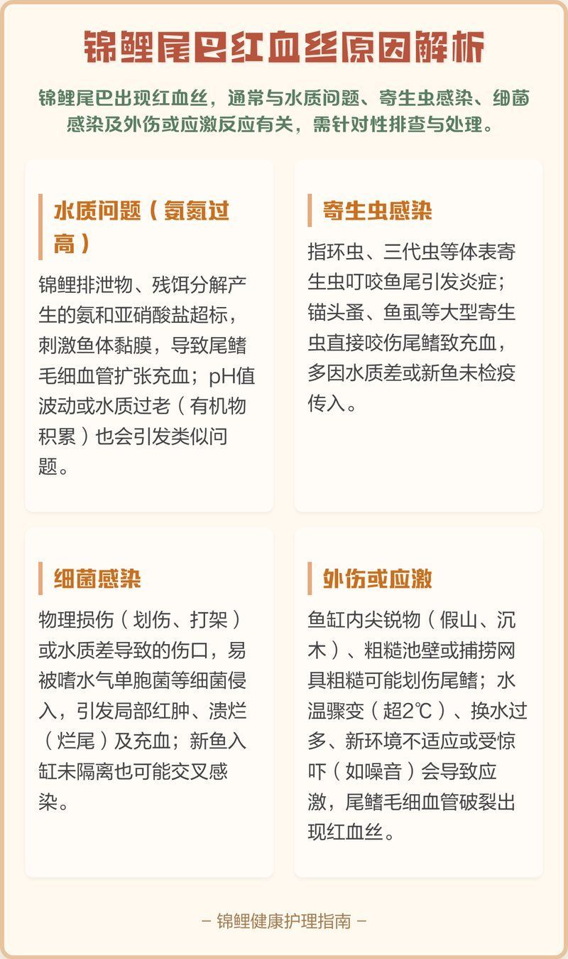 如何預防鯉魚尾鰭有血絲，錦鯉尾巴紅血絲怎么辦？