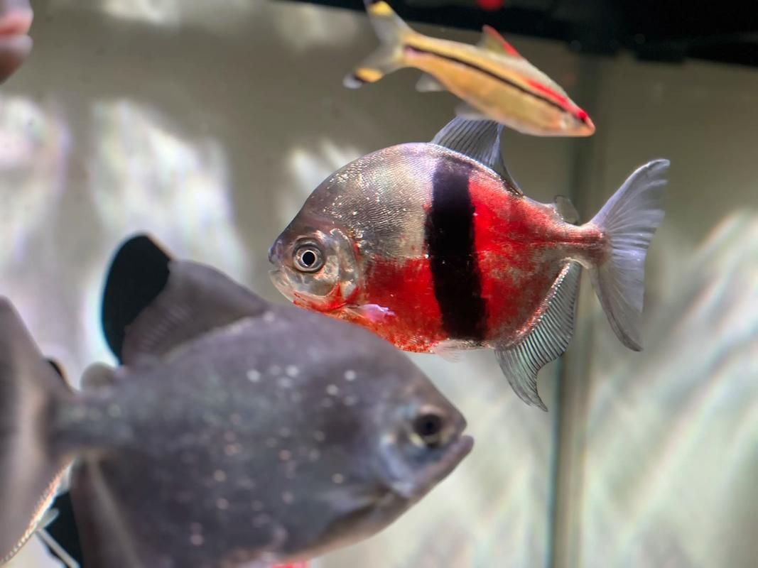 麥肯斯銀版魚，麥肯斯銀版魚是否為真實存在的水族愛好者的真實存在