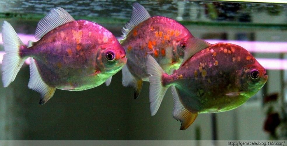 麥肯斯銀版魚，麥肯斯銀版魚是否為真實存在的水族愛好者的真實存在