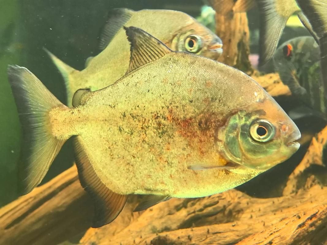 麥肯斯銀版魚，麥肯斯銀版魚是否為真實存在的水族愛好者的真實存在