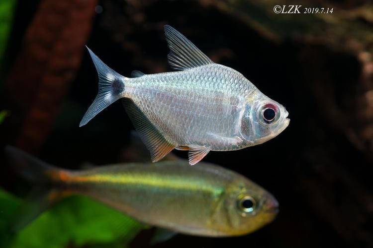 麥肯斯銀版魚，麥肯斯銀版魚是否為真實存在的水族愛好者的真實存在