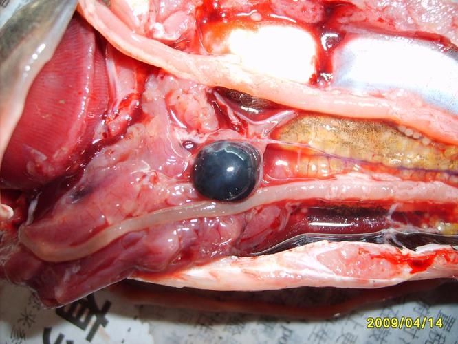 有哪些常見的魚類疫病類型，arxiv論文助手詳解常見的魚類疫病類型