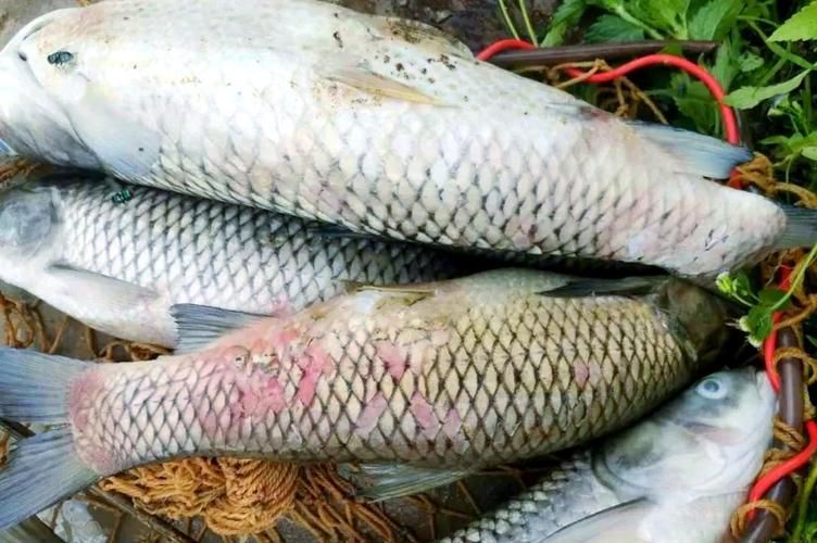 有哪些常見的魚類疫病類型，arxiv論文助手詳解常見的魚類疫病類型
