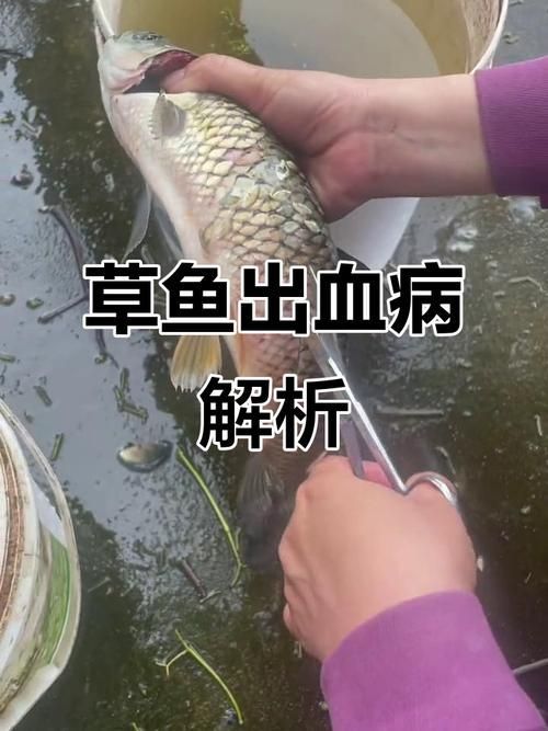 有哪些常見的魚類疫病類型，arxiv論文助手詳解常見的魚類疫病類型