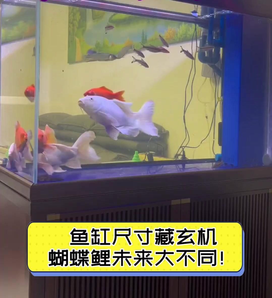蝴蝶鯉需要多大的魚缸？ 蝴蝶鯉需要多大的魚缸？ 龍魚百科 第1張