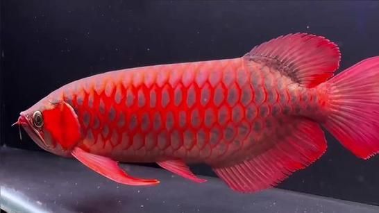 印尼超血紅龍的市場價格走勢,印尼超血紅龍價格呈現顯著分層:批量采購可低至200尾起 龍魚百科 第2張 印尼超血紅龍的市場價格走勢,印尼超血紅龍價格呈現顯著分層:批量采購可低至200尾起 印尼超血紅龍的市場價格走勢,印尼超血紅龍價格呈現顯著分層:批量采購可低至200尾起 龍魚百科 第2張