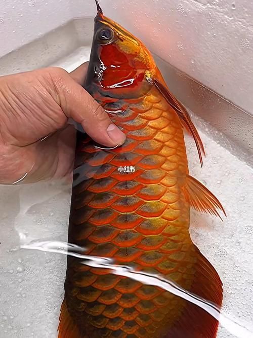 短身紅龍魚有哪些品相等級？，短身紅龍魚如何選擇