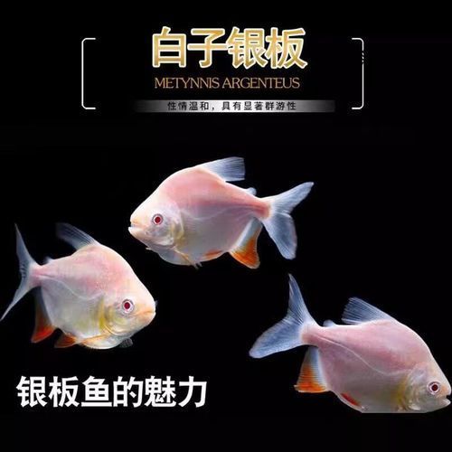如何挑選白子銀板魚?,如何挑選白子銀板魚 龍魚百科 第5張 如何挑選白子銀板魚?,如何挑選白子銀板魚 如何挑選白子銀板魚?,如何挑選白子銀板魚 龍魚百科 第5張