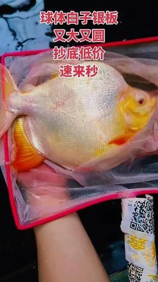 如何挑選白子銀板魚?,如何挑選白子銀板魚 龍魚百科 第4張 如何挑選白子銀板魚?,如何挑選白子銀板魚 如何挑選白子銀板魚?,如何挑選白子銀板魚 龍魚百科 第4張