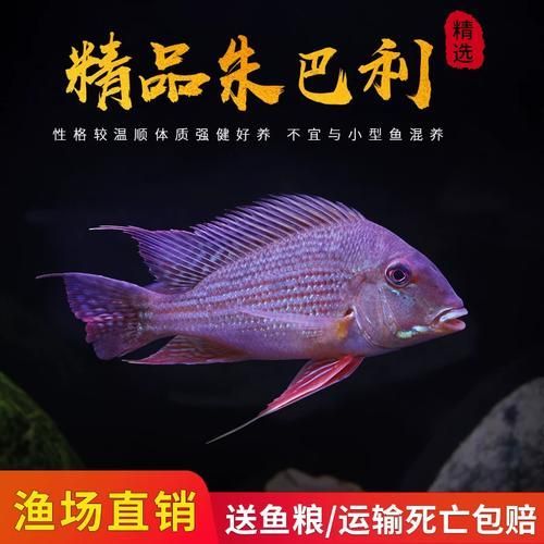 白子關(guān)刀魚的價(jià)格是多少？，白子關(guān)刀魚價(jià)格一般多少？ 白子關(guān)刀魚的價(jià)格是多少？，白子關(guān)刀魚價(jià)格一般多少？ 龍魚百科 第5張