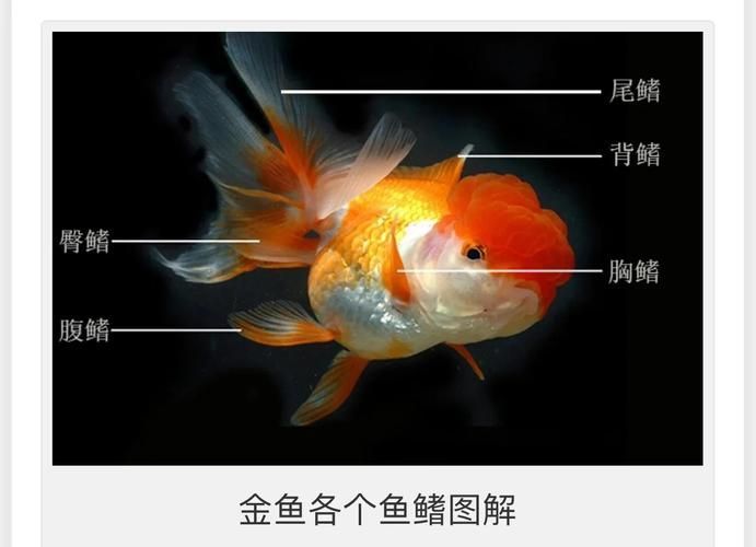 如何預防魚鰭根部充血，共調用2個工具,用戶要求詳解如何預防魚鰭根部充血