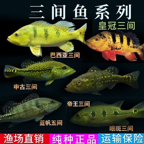 申古三間魚的價格是多少？，申古三間魚價格是多少