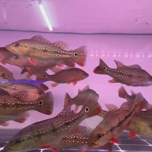 申古三間魚的價格是多少？，申古三間魚價格是多少
