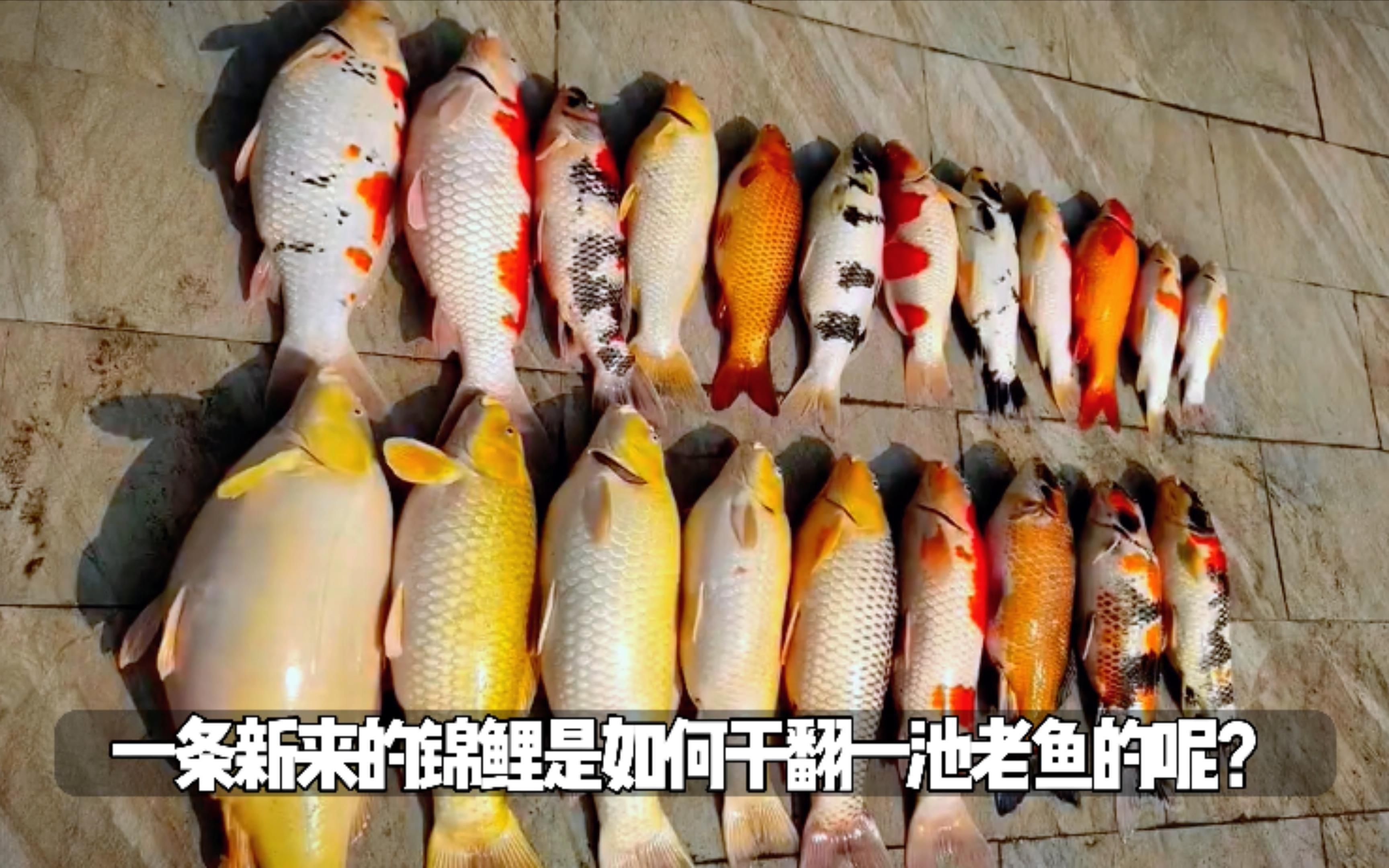 如何預防魚交叉感染的發生，交叉感染防治全攻略星塵瓶藏夢之珠錦鯉合池必知