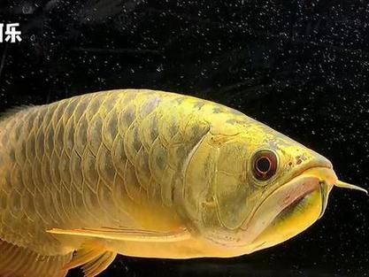 七鰭短小有何優勢，“七鰭短小”是炮彈頭過背金龍魚養殖與鑒賞領域的優勢