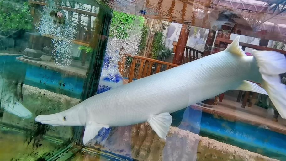 白化火箭魚如何飼養？，白化火箭魚的飼養 白化火箭魚如何飼養？，白化火箭魚的飼養 龍魚百科 第5張