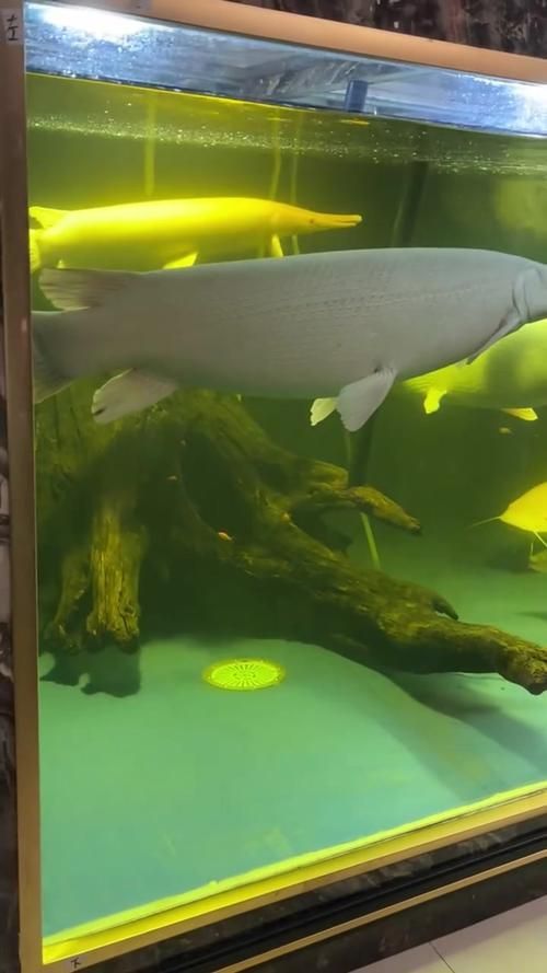 白化火箭魚如何飼養？，白化火箭魚的飼養 白化火箭魚如何飼養？，白化火箭魚的飼養 龍魚百科 第6張