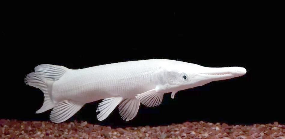 白化火箭魚如何飼養？，白化火箭魚的飼養 白化火箭魚如何飼養？，白化火箭魚的飼養 龍魚百科 第1張